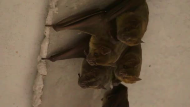 Entzückende Fledermausfamilie in Gletscherspalte unter Betonbrücke gruppiert - Filmmaterial, Video