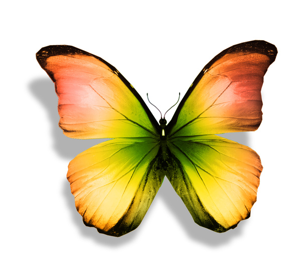 Żółty motyl - Zdjęcie, obraz