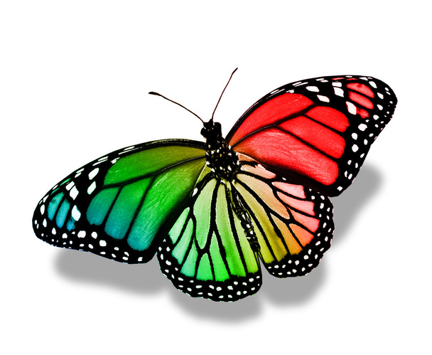 Colorful butterfly - Photo, image