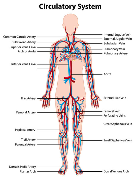 Anatomia da ilustração do sistema circulatório - Vetor, Imagem