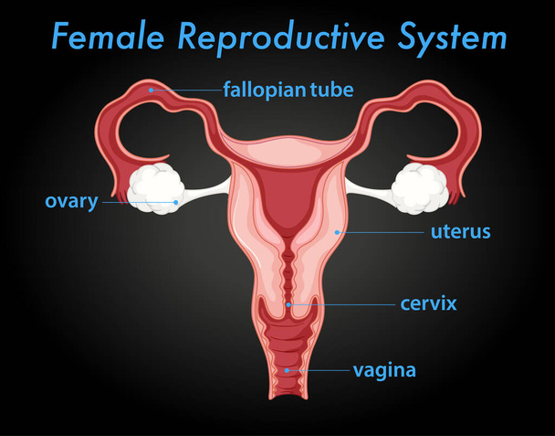 Жіноча репродуктивна схема ілюстрація
 - Вектор, зображення