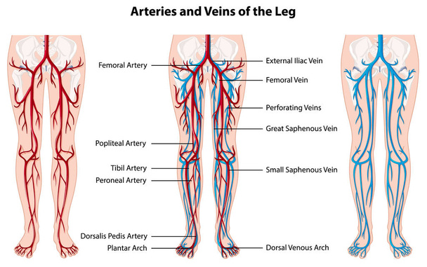Arterien und Venen des Beines Illustration - Vektor, Bild