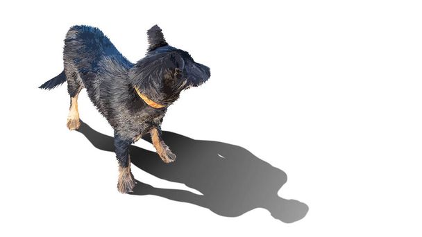 The dog casts the shadow of a man. Animal protection. Homeless dog. Concept for social advertising. Isolated background. Copy space. - Photo, Image