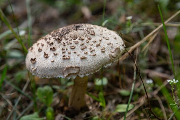 Parasol mushroom Macrolepiota procera close-up grows in the grass in the forest. Horizontal orientation. High quality photo - Photo, Image