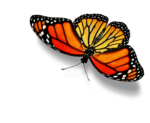 πορτοκαλί πεταλούδα - Φωτογραφία, εικόνα