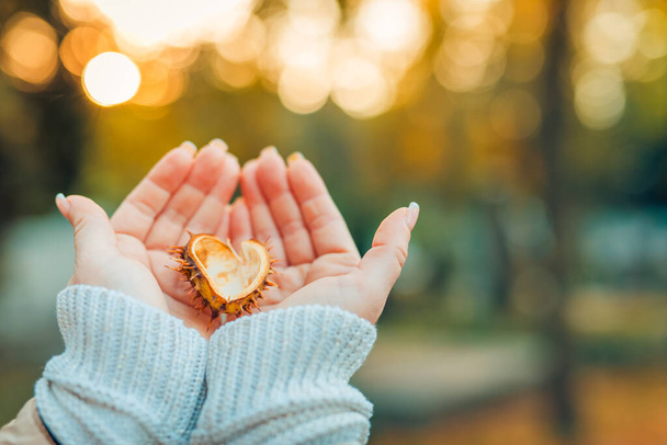 Woman holding chestnuts in her hands. Relaxing autumn mood, blur sunset - Photo, Image