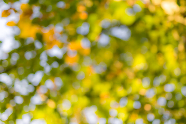 Forêt d'automne, bokeh naturel automnal avec soleil pour toile de fond ou toile de fond. Automne nature flou - Photo, image