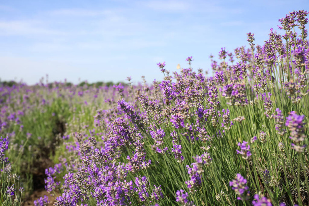 Beautiful blooming lavender field on summer day - Valokuva, kuva