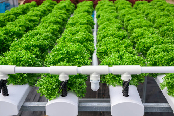 Świeże organiczne liście sałaty warzywnej w systemie hodowli warzyw hydroponicznych - Zdjęcie, obraz