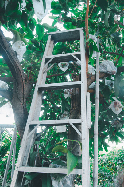 Aluminum ladder put on tree in garden for harvest fruit in home garden - Photo, Image