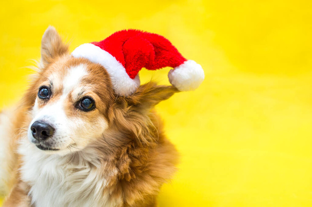 Close-up portrait of a dog on a yellow background wearing a santa claus hat. New Year 2021 - Foto, Imagen