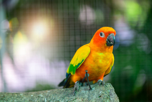 Kaunis Lovebird-papukaija oksalla. Nämä linnut elävät metsässä ja ne on kesytetty kotieläimille. - Valokuva, kuva