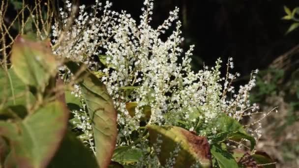 Honigbienen sammeln Nebel in großem Strauch mit weißen Blüten - Filmmaterial, Video