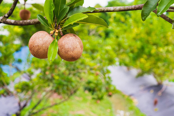 Fresh sapodilla fruit on tree in organic garden - Photo, Image
