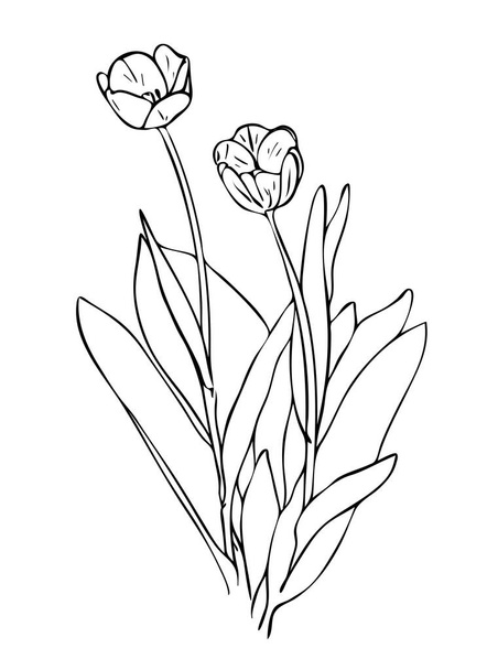 Vector illustration, isolated tulip flower with leafs in black and white colors, outline hand painted drawing - ベクター画像