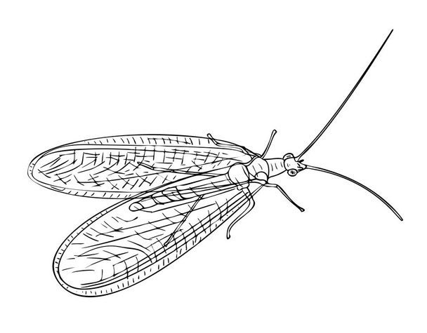 Vector illustration, isolated Neuroptera insect in black and white colors, outline hand painted drawing - Διάνυσμα, εικόνα