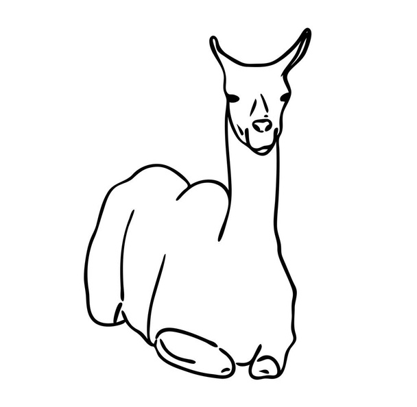 Vector illustratie, geïsoleerde liggend lama in zwart-wit kleuren, schets originele handgeschilderde tekening - Vector, afbeelding
