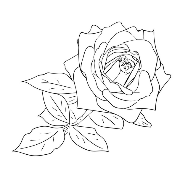 Illustration vectorielle, fleur de rose isolée avec des feuilles en couleurs noir et blanc, contour dessin original peint à la main - Vecteur, image
