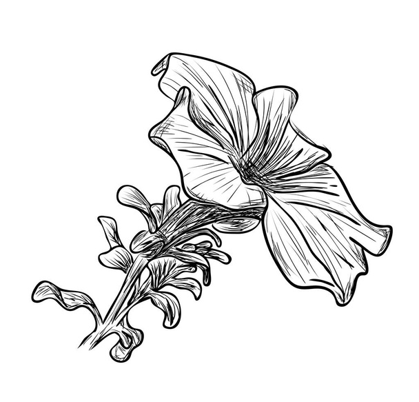 Illustration vectorielle, croquis fleur pétunia isolé en couleurs noir et blanc, contour dessin peint à la main original - Vecteur, image
