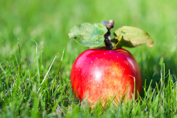 Czerwone żółte jabłko na tle zielonej trawy w słoneczny jesienny dzień - Zdjęcie, obraz