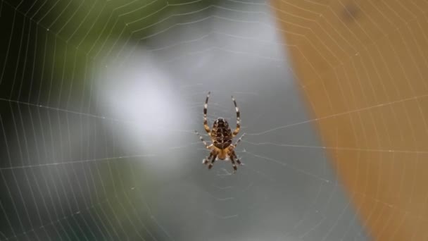 Большой паук-ткач шара в паутине - Кадры, видео