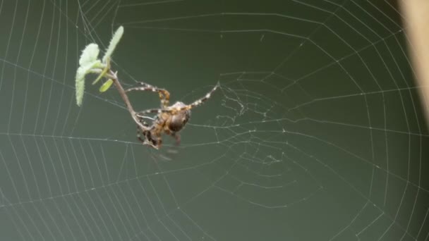 Μεγάλη αράχνη υφαντών orb στον ιστό της - Πλάνα, βίντεο
