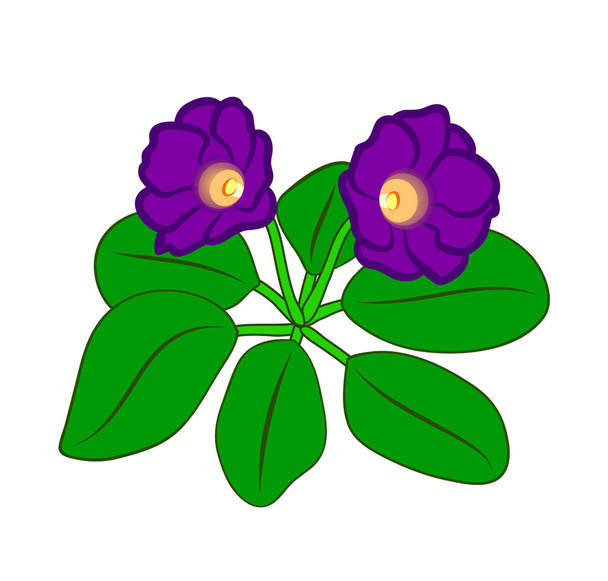 Illustration vectorielle, dessin animé plat plante tropicale gloxinia avec des fleurs violettes et des feuilles vertes isolées sur fond blanc - Vecteur, image