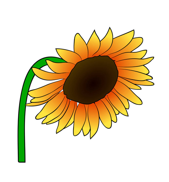 Ilustración vectorial, girasol naranja de dibujos animados sobre tallo verde aislado sobre fondo blanco - Vector, Imagen