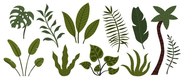Conjunto de hojas y árboles de selva tropical dibujados a mano - Vector, imagen
