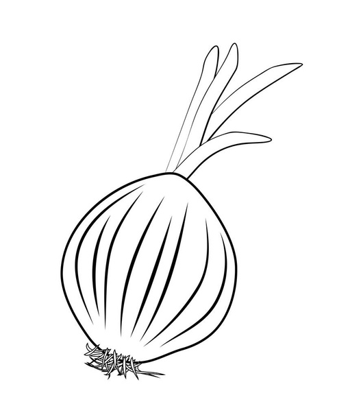 Vector illustration, isolated onion shallot root in black and white colors, outline hand painted drawing - Vector, Image