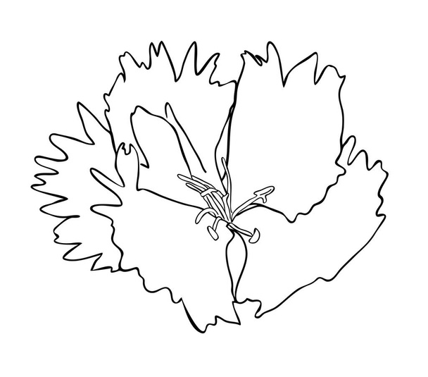 Vector illustration, isolated dianthus flower in black and white colors, outline hand painted drawing - ベクター画像