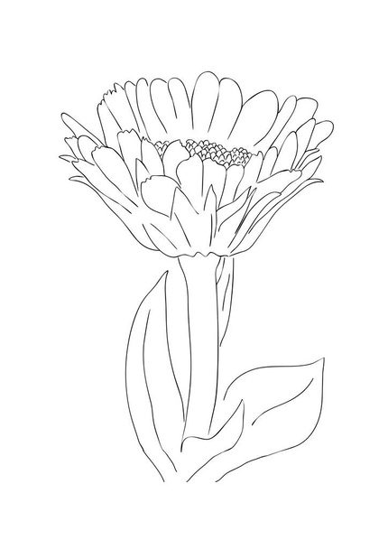 Vector illustration, isolated marigold flower in black and white colors, outline hand painted drawing - Vector, Image