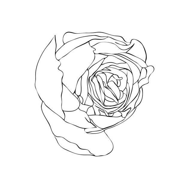 Ilustración vectorial, brote de flor de rosa aislada en colores blanco y negro, dibujo pintado a mano de contorno - Vector, imagen