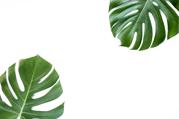 Tropical leaves Monstera on white background. Flat lay, top view - Фото, зображення