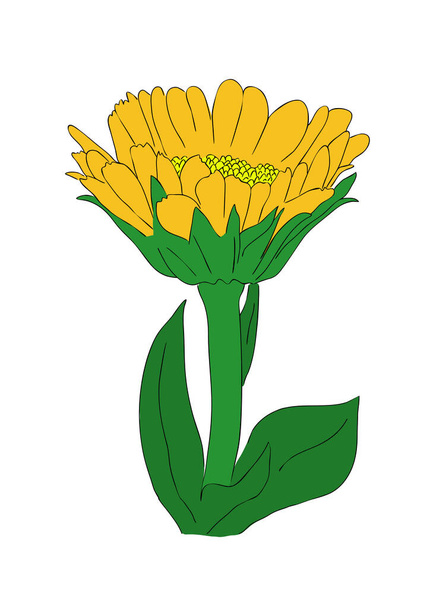 Vector illustration, isolated orange marigold flower, outline hand painted drawing - Vector, Image