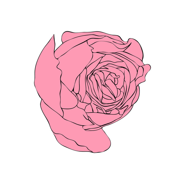 Vector illustration, isolated pink rose flower bud, outline hand painted drawing - Vector, Image