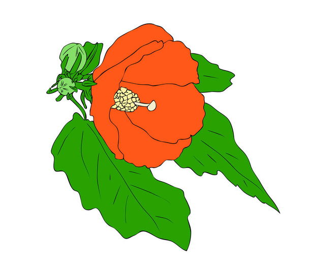 Vector illustration, isolated red hibiscus flower with green leavs, outline hand painted drawing - Vector, Imagen