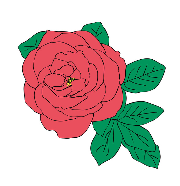 Vektorová ilustrace, izolovaný červený květ růže s listy, obrys ručně malovaná kresba - Vektor, obrázek
