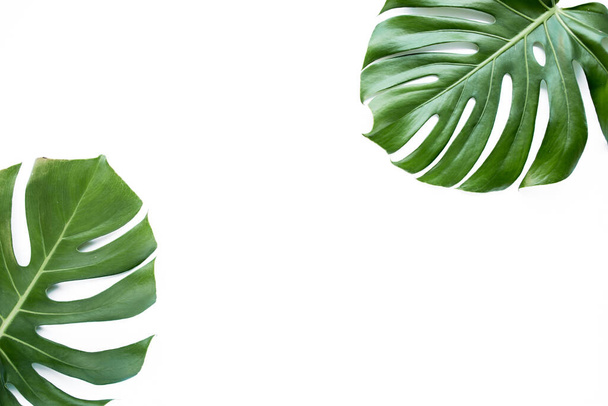 Tropical leaves Monstera on white background. Flat lay, top view - 写真・画像