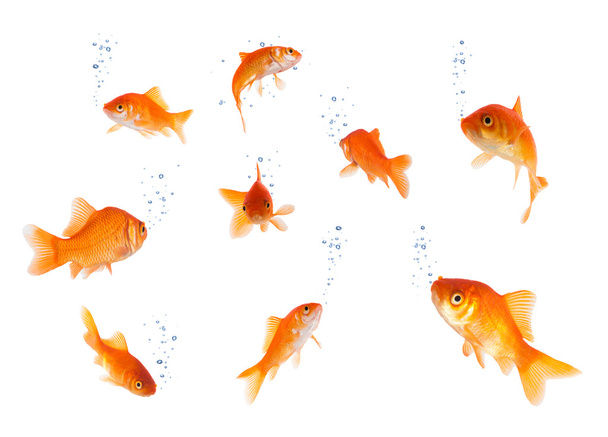 goldfishes geïsoleerd met bubbels - Foto, afbeelding