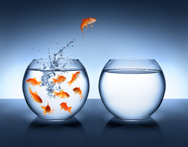 Goldfish jumping - improvement and career concept - Photo, Image