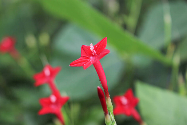 Güzel çiçek arkaplanı pembe çiçek yıldızı arka plan resmi  - Fotoğraf, Görsel