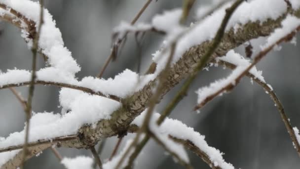 zawieszony opad śniegu zbierający się na gałęziach - Materiał filmowy, wideo