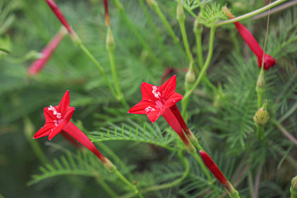 Güzel çiçek arkaplanı pembe çiçek yıldızı arka plan resmi  - Fotoğraf, Görsel