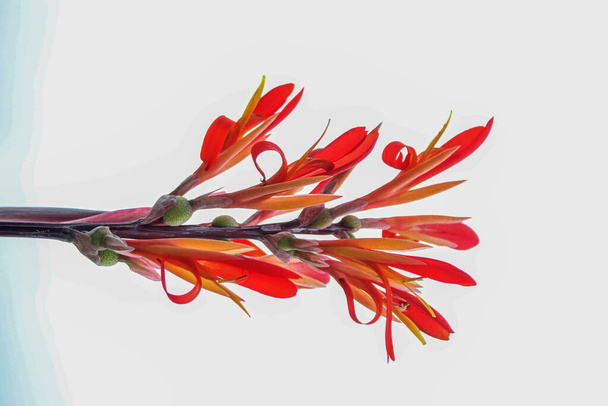 red Canna flowers isolated on white background - Foto, afbeelding