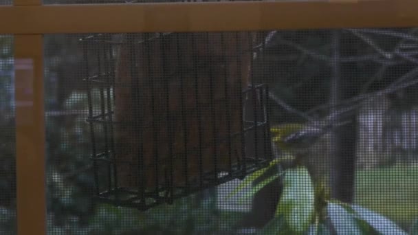 Vogelfutterhäuschen hängt mitten im Winter mit verschiedenen Vögeln - Filmmaterial, Video