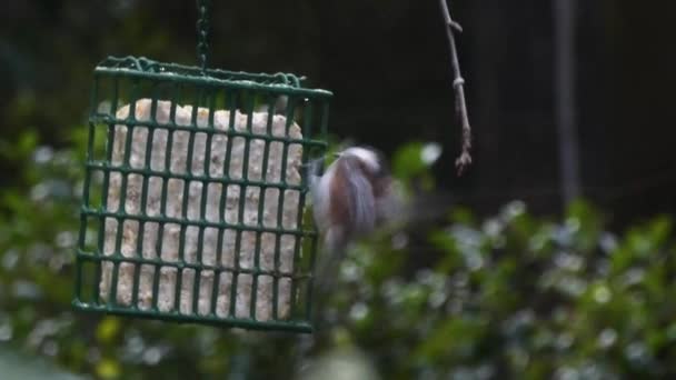 mangeoire à oiseaux suspendue au milieu de l'hiver avec divers oiseaux - Séquence, vidéo