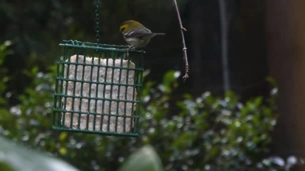 鳥の餌は冬の半ばにさまざまな鳥と - 映像、動画