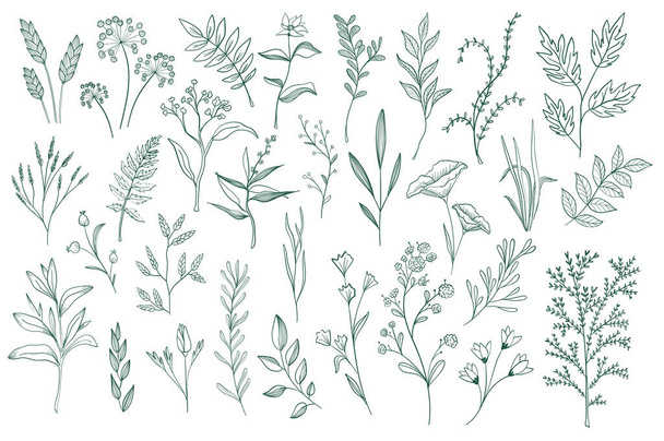 Floral decorative elements set. Botanical clipart isolated on white background. Green leaves, flowers and herbs vector illustration. Perfect for invitations, greeting cards, booklets and banners. - Vector, Image