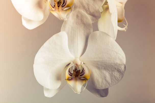 Phalaenopsis closeup - Foto, afbeelding